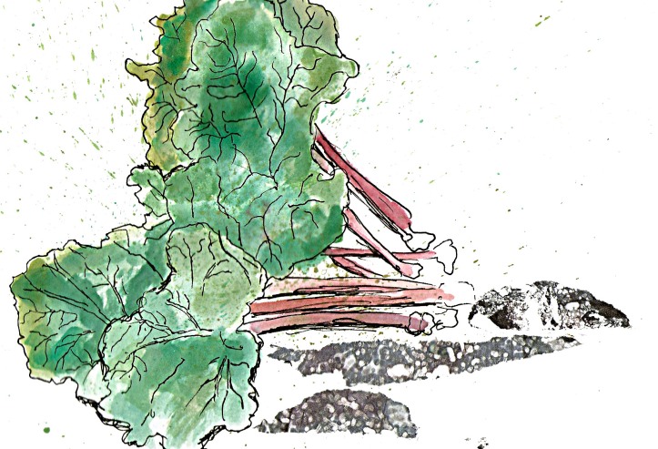 Rhubarb sketch